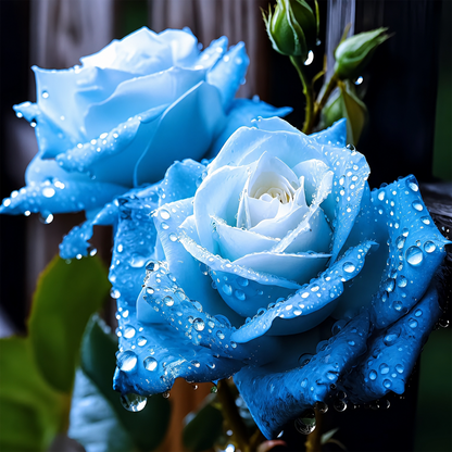 [BestSellerTop]Rare Twin Red White Rose Seeds (200/1000pcs) – Stunning Garden Blooms, Easy to Grow
