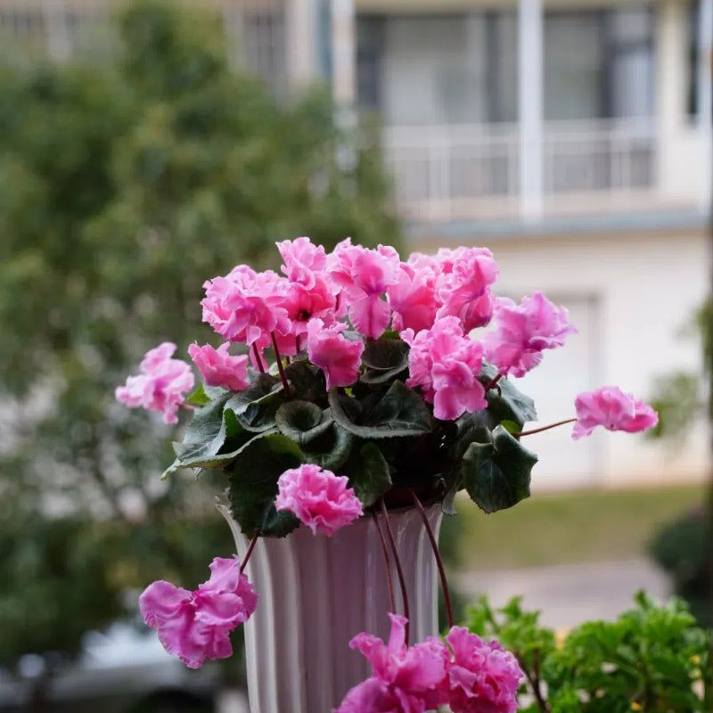 Cyclamen Flower Seeds