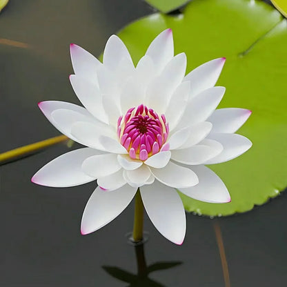 🌸LAST DAY Promotion 35% OFF🌸 Hydroponic Lotus 🌸 | Fresh, Simple & Beautiful(🌱Survival Guaranteed: Free Replacements🌿)