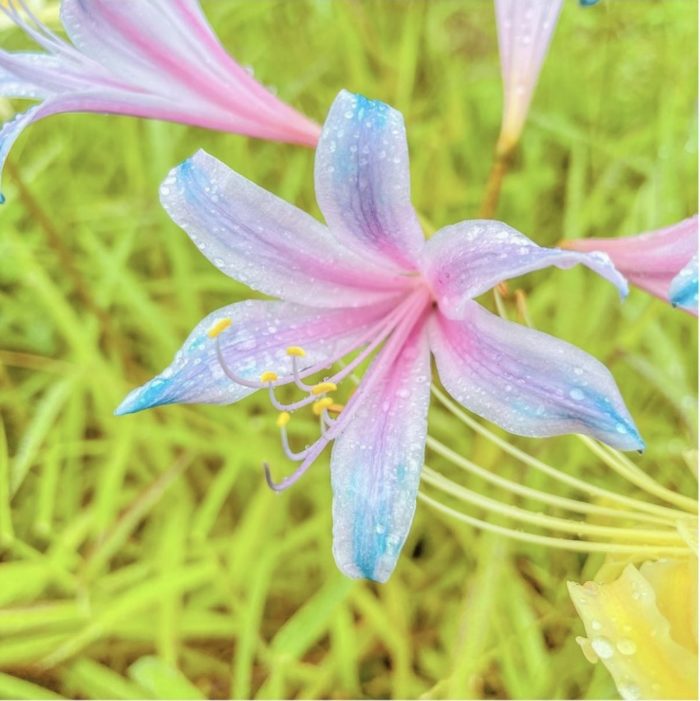 Spider Lily Bulbs-Multicolor🌈
