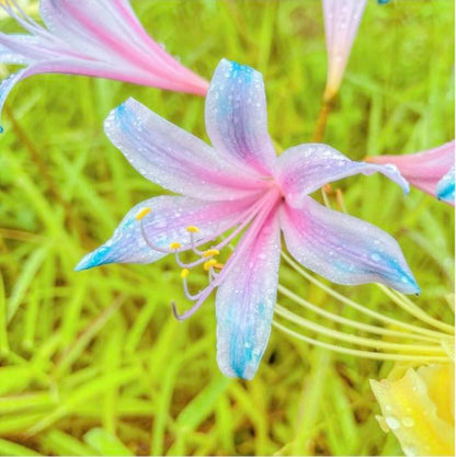 Spider Lily Bulbs-Multicolor🌈