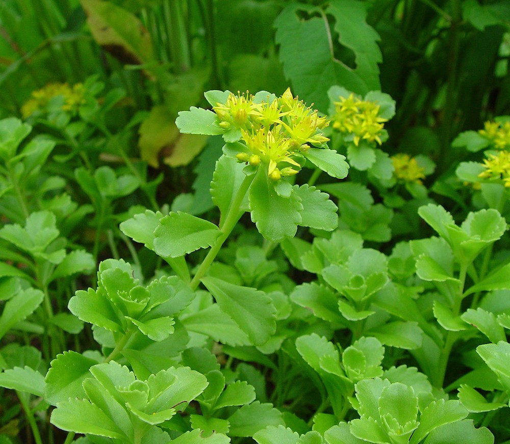 Phedimus Aizoon Seeds(Aizoon Stonecrop)