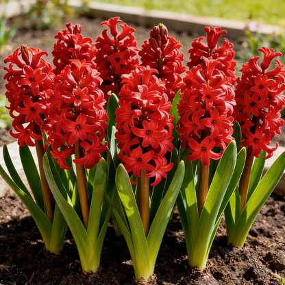 💐Bi-Color Mutation Hyacinth Bulbs