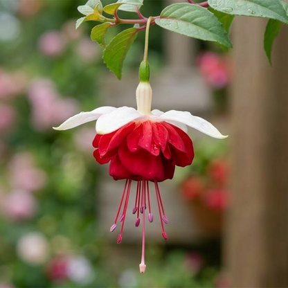 Fuchsia Flower Seeds – Stunning Hanging Lantern Flowers for Garden & Balcony