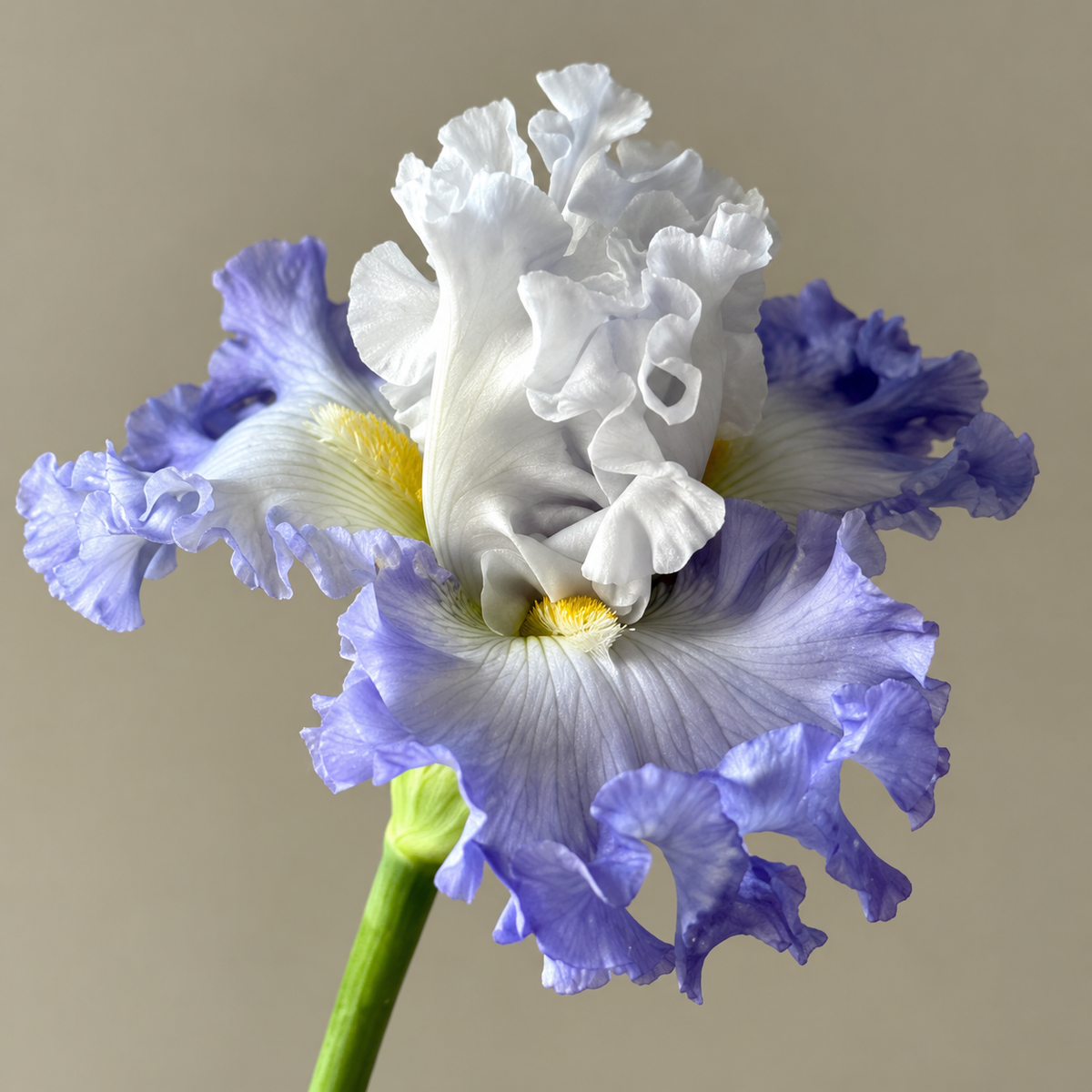 ⚜️German Bearded Iris Bulbs-Dramatic Ruffled Blooms•Lasting Perennial Beauty