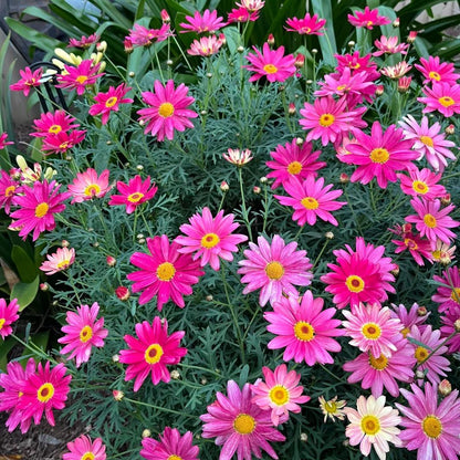Marguerite Daisy Seeds-More Cuts, More Blooms