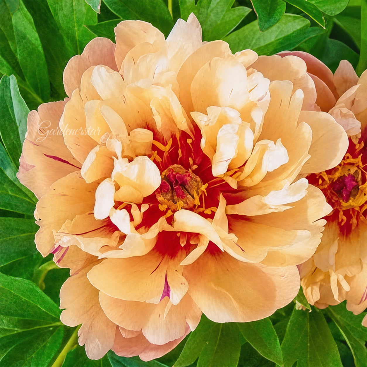 🌸 Rare Climbing Peony Bulbs🪴Big Full Blooms, Cold Hardy Perennial, Easy to Grow Garden Favorite