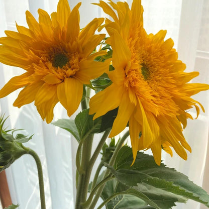 Bring Warm, Happy Vibes with Teddy Bear Sunflowers 🌻