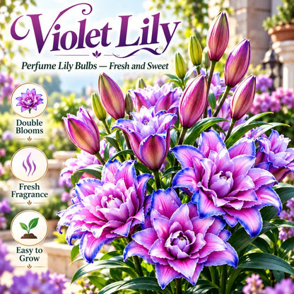 🌺🍷Lily Bulbs—Fresh and Sweet