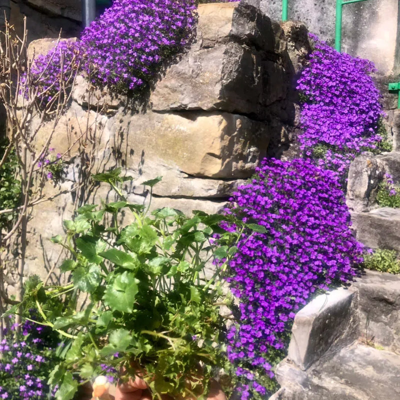 Roundabout Phlox Seeds