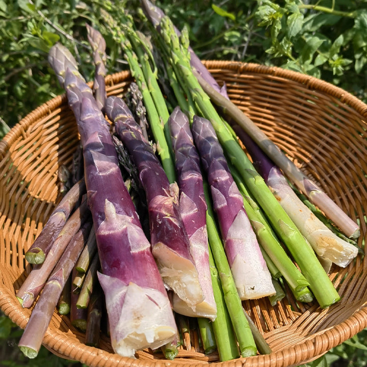 Planting Asparagus Seeds All Seasons