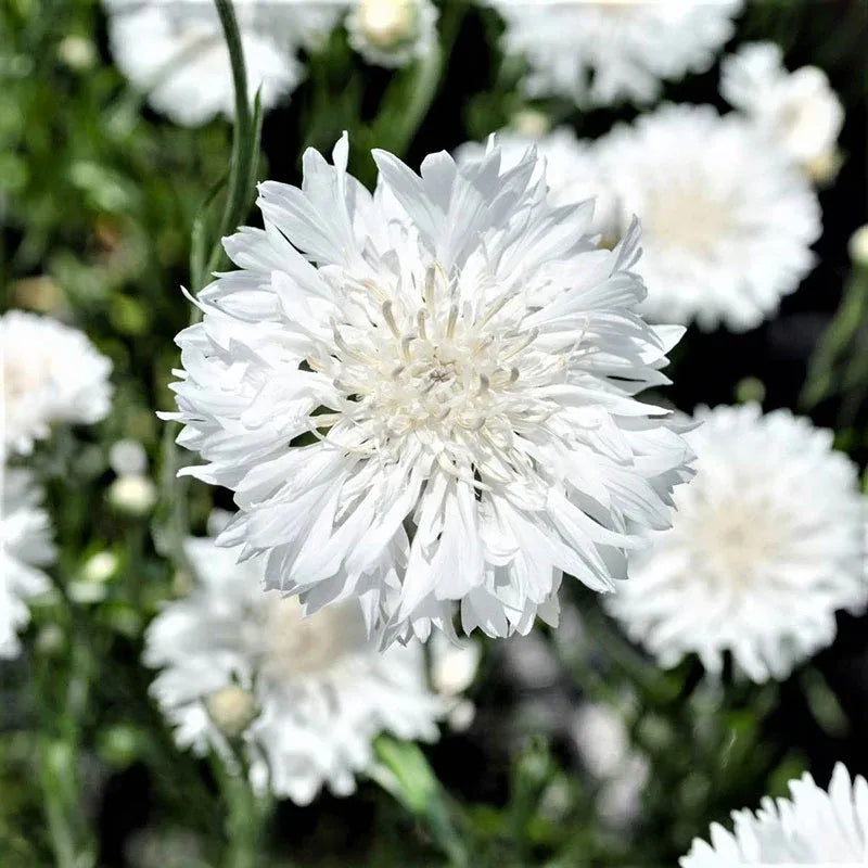 Cornflower Mixed Seeds