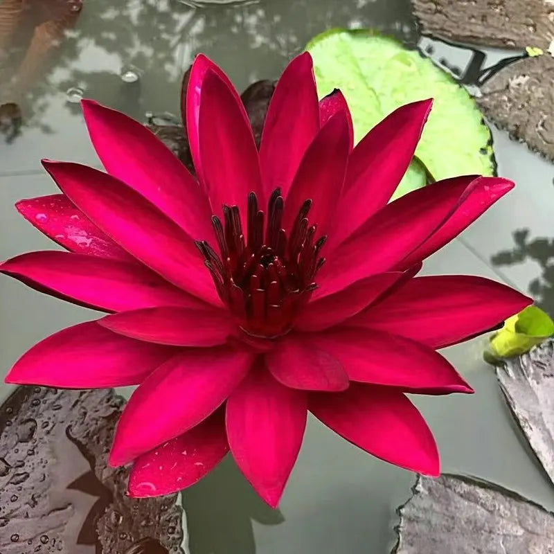 🌸LAST DAY Promotion 35% OFF🌸 Hydroponic Lotus 🌸 | Fresh, Simple & Beautiful(🌱Survival Guaranteed: Free Replacements🌿)