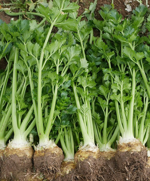 Celeriac Seeds Celery Root Seeds