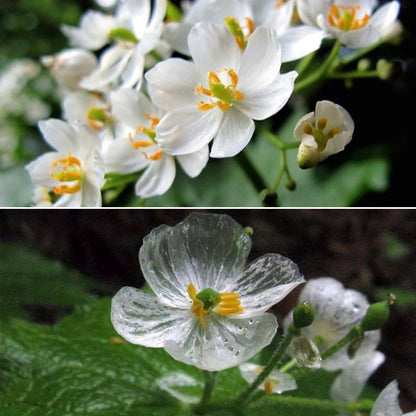 Diphylleia Seeds Crystal Flower Seeds