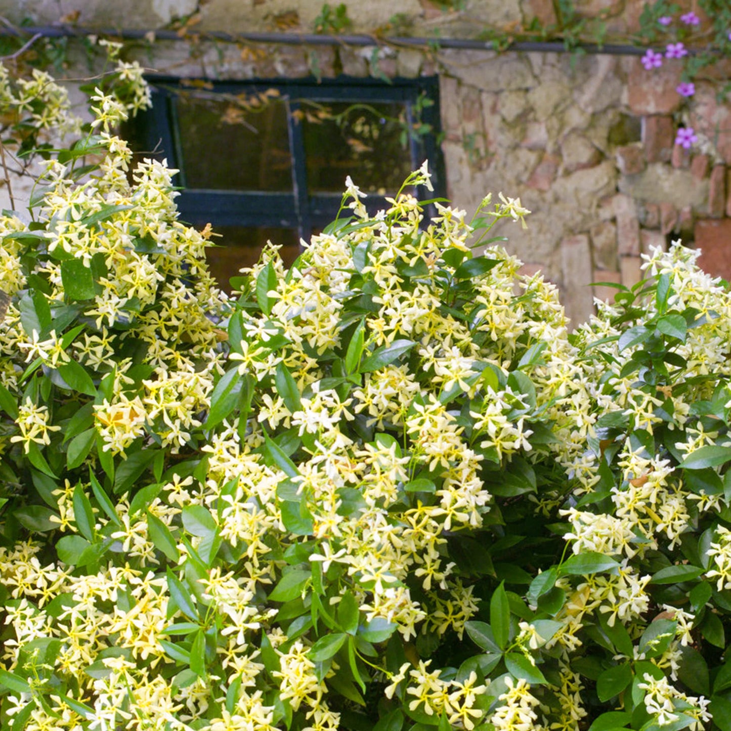 🌟Star Jasmine