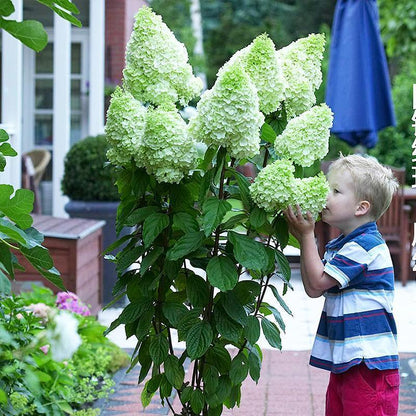 Panicle Hydrangea Flowers Seeds 💞 Plants Home Garden Flower Seeds