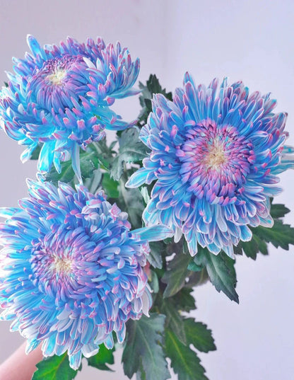 Starry Sky Peony Chrysanthemum Seeds