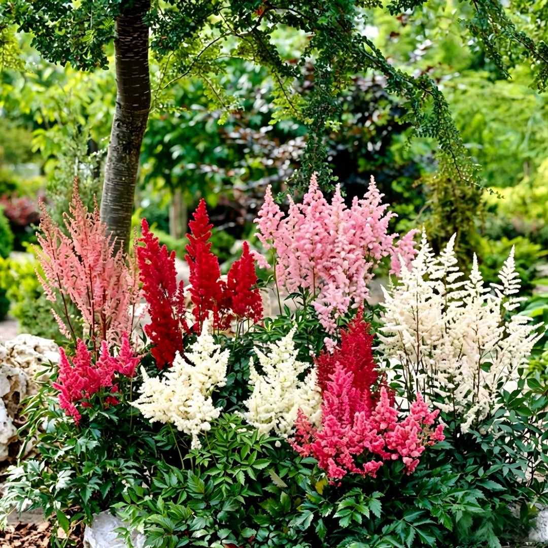 Astilbe Bulbs-Shade Loving Perennials