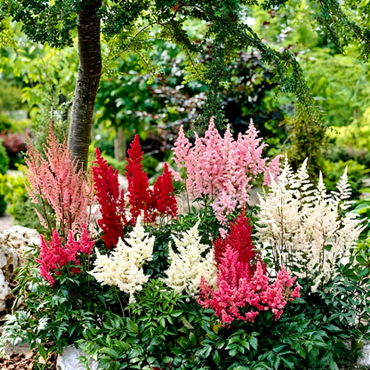 Astilbe Bulbs-Shade Loving Perennials