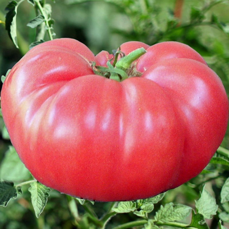 Organic Brandywine Tomato Seeds