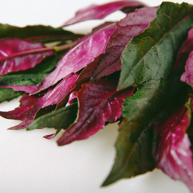 Gynura Bicolor Seeds