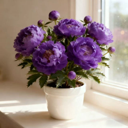 Dwarf Peony Seeds – Big Blooms in Small Spaces 🌿 Easy to Grow & Beautifully Compact