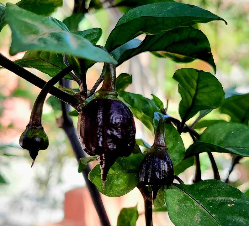 Carolina Black Reaper (hot chilli top) seeds