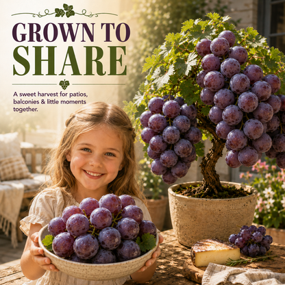 🍇🪴Dwarf Tree Giant Grapes Seeds - Big, Juicy Grapes for Patios & Small Spaces