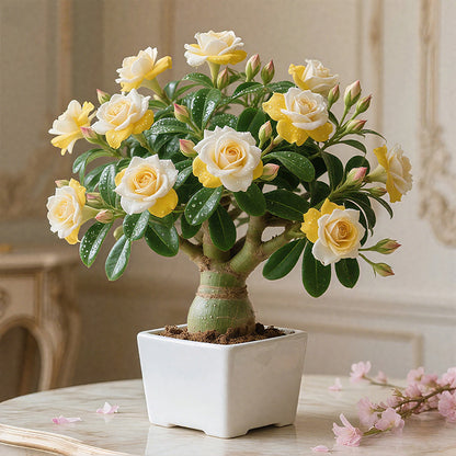 🌵🌺Premium Rare Desert Rose Bulbs