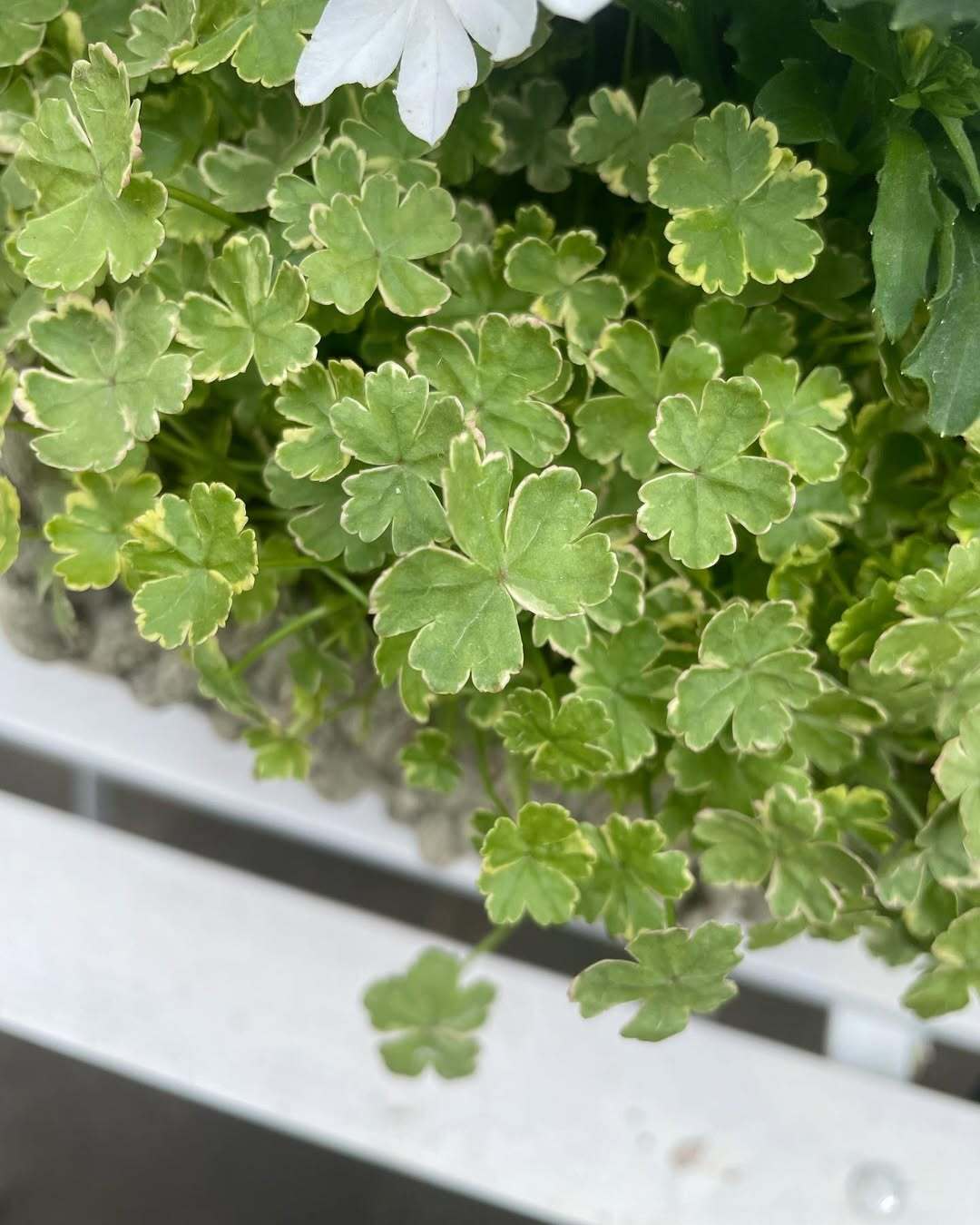 Coriander leaf 'Crystal Candy'