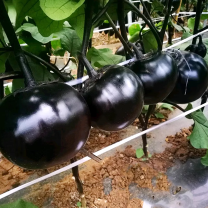 Black And Purple Eggplant Seeds