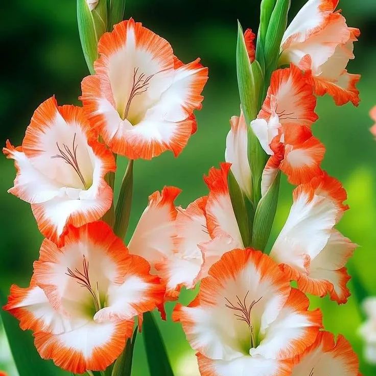Rainbow Gladiolus Corms🌺