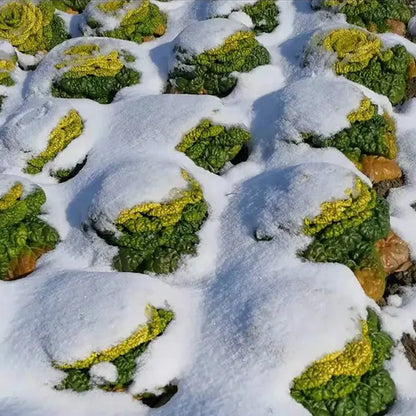 Brassica Narinosa (WuTat Choy) Seeds