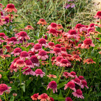 Echinacea 'Rainbow Sherbet' (Coneflower)