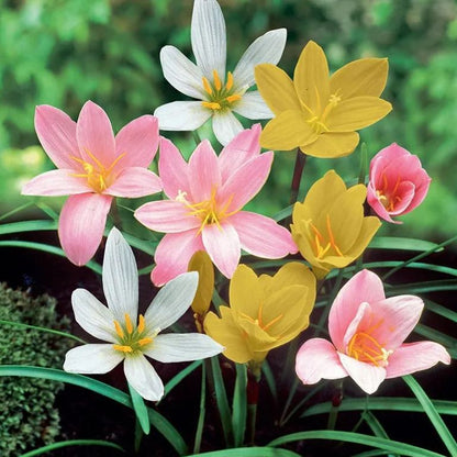 Rain Orchid Bulbs-Blooms once the next rain falls