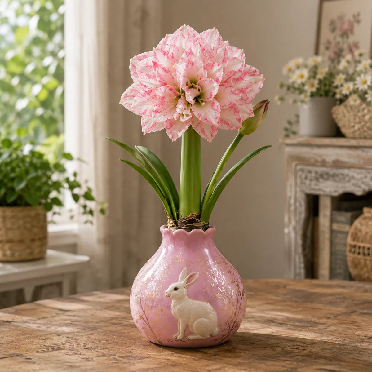🌺 Waxed Double Amaryllis Bulbs – No Soil, No Water, Just Watch It Grow