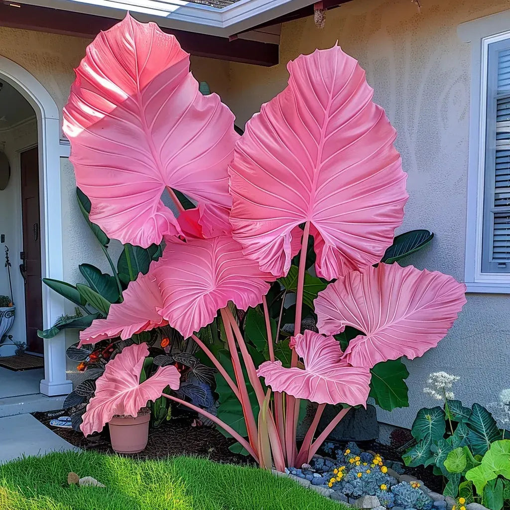 🌈 Giant Caladium Bulbs 🎊The color wizard that creates a dream garden 🌿✨