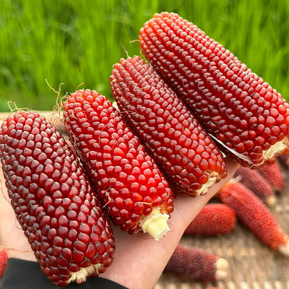 Gem Corn Seeds for Home Vegetable Gardens
