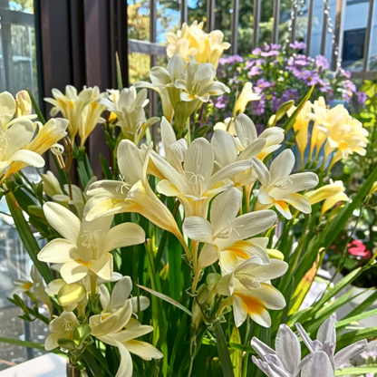 💐Perfume Freesia Bulbs