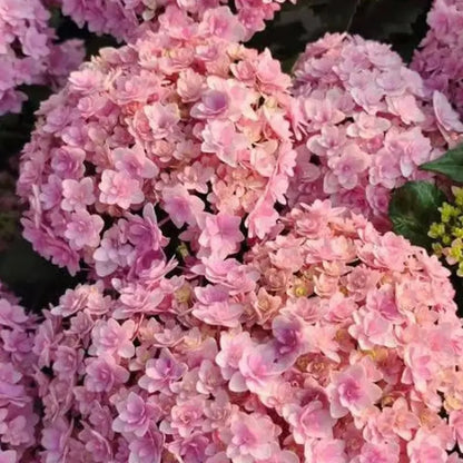 Hyadrange Seed-Perennial Flower Seeds-Easy To Plant