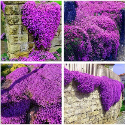Creeping Thyme Homegrown Seeds🌱Easy to Plant and Grow Non-GMO Perennial Flower Premium Seeds🌺