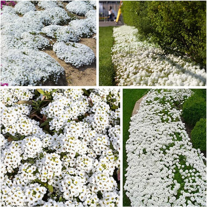 Creeping Thyme Homegrown Seeds Easy to Plant and Grow Non-GMO Perennial Flower Premium Seeds