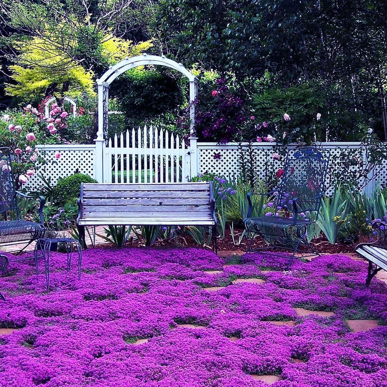 Creeping Thyme Homegrown Seeds🌱Easy to Plant and Grow Non-GMO Perennial Flower Premium Seeds🌺