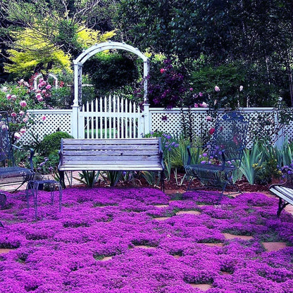 Creeping Thyme Homegrown Seeds🌱Easy to Plant and Grow Non-GMO Perennial Flower Premium Seeds🌺