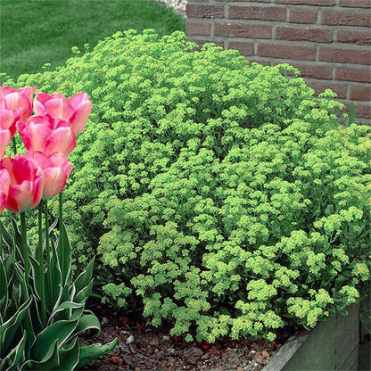 Creeping Thyme Homegrown Seeds🌱Easy to Plant and Grow Non-GMO Perennial Flower Premium Seeds🌺