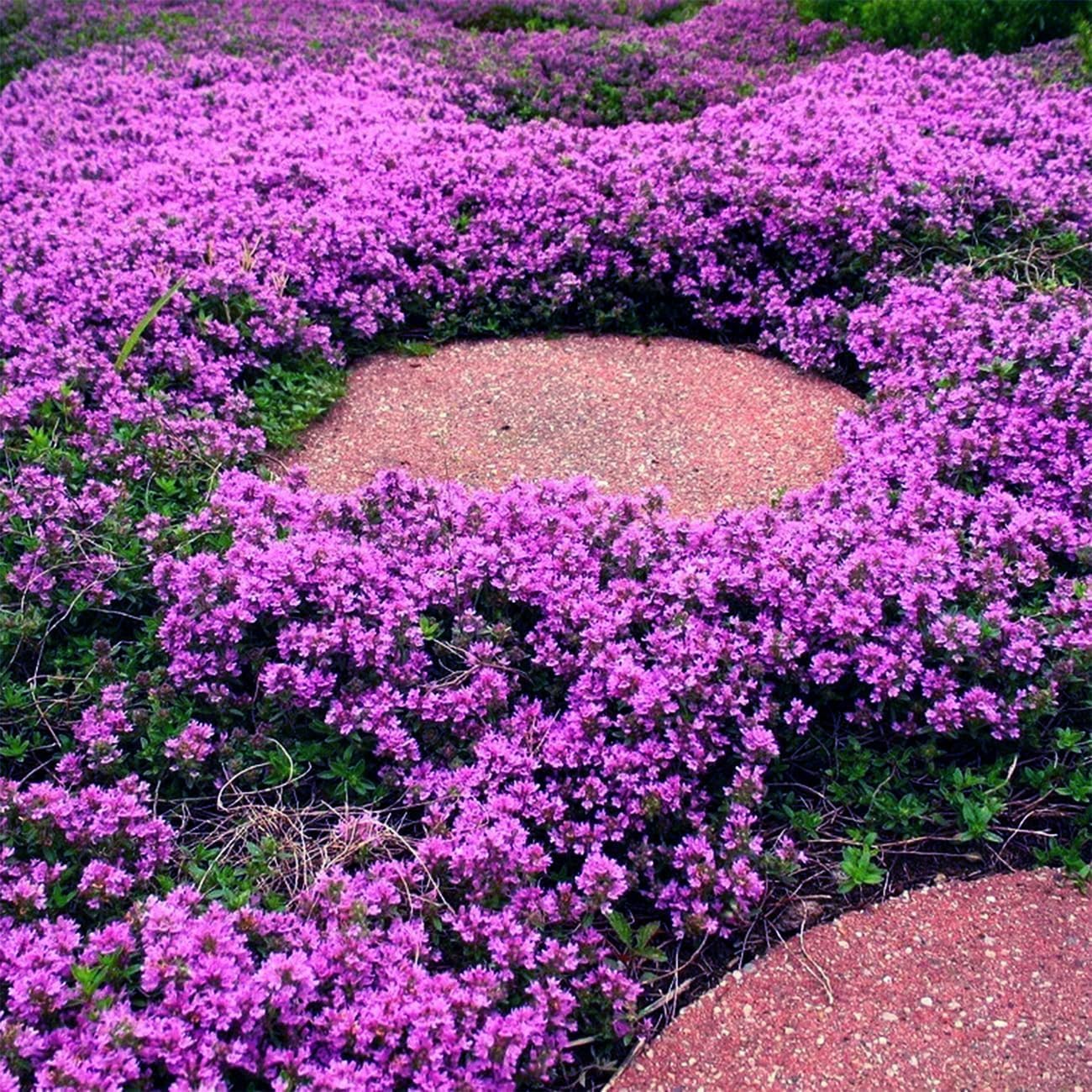 Creeping Thyme Homegrown Seeds🌱Easy to Plant and Grow Non-GMO Perennial Flower Premium Seeds🌺