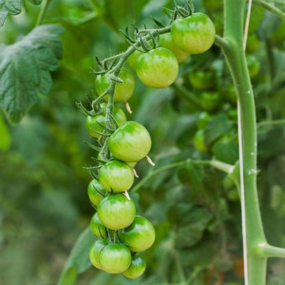 Emerald Tomato Seeds