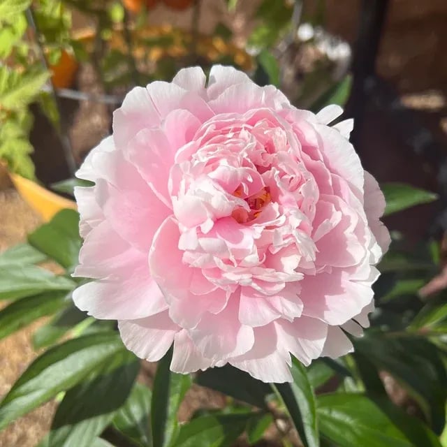🔥LAST DAY 45% OFF🌺THE QUEEN OF FLOWERS—DOUBLE PETALED PIANI