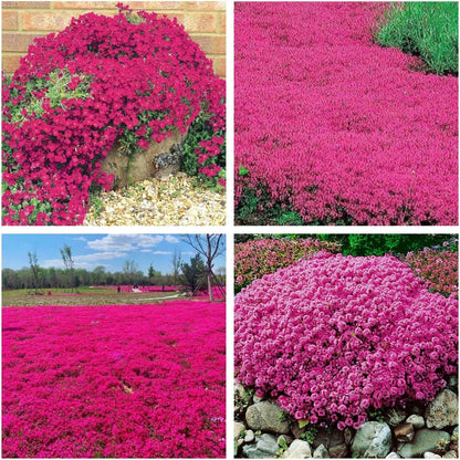 Creeping Thyme Homegrown Seeds🌱Easy to Plant and Grow Non-GMO Perennial Flower Premium Seeds🌺